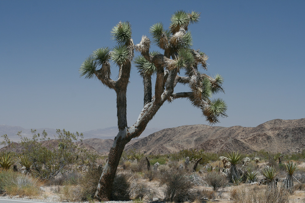 Joshua Tree Park, California USA