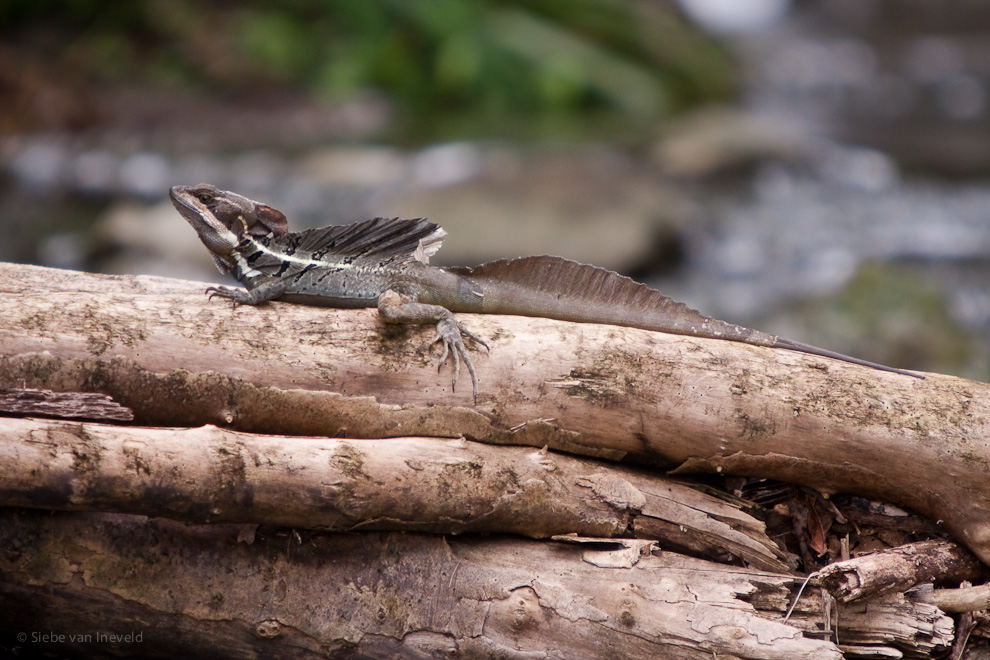 Basillisk Lizard or Jesus Christ Lizard