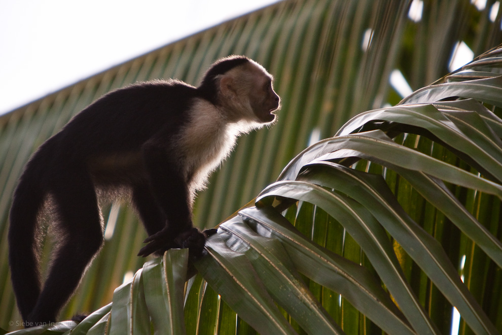 A Capucin monkey passed by with his family around. It's incredible to see how fast they can climb and jump from tree to tree.