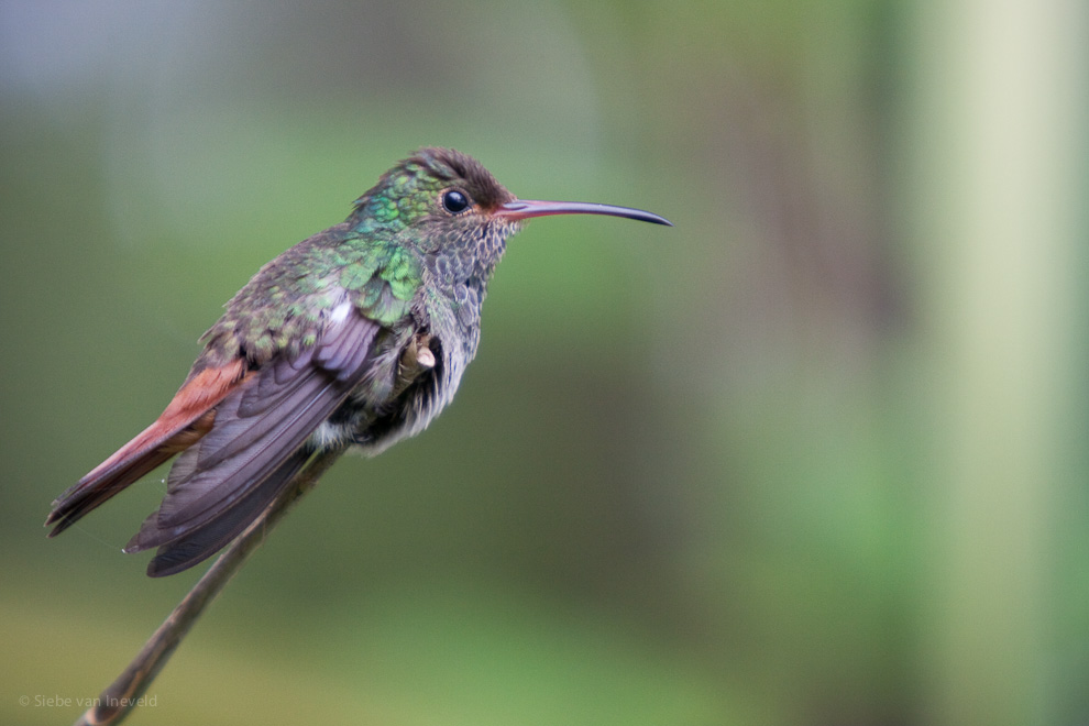 Rufous-tailed Hummingbird, Corcovado Costa Rica