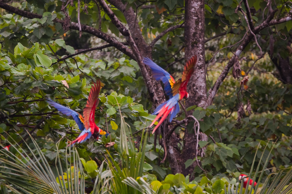 Scarlet Macaw, Corcovado Costa Rica