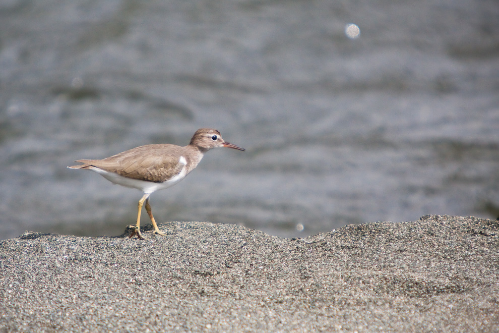 Spotted Sandpiper, Corcovado Costa Rica