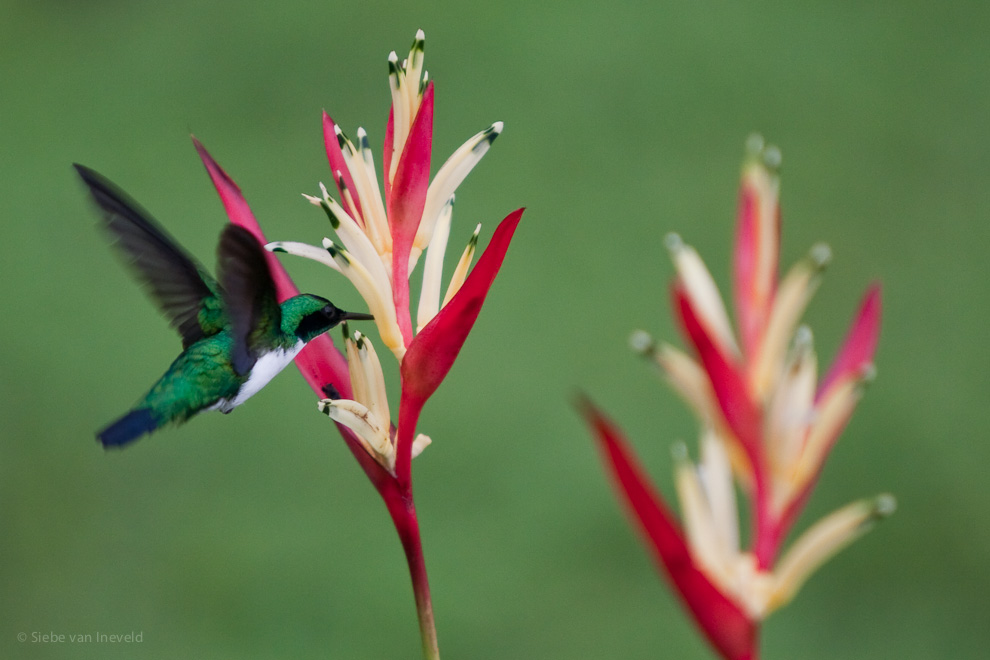 Violet-headed Hummingbird, Corcovado Costa Rica