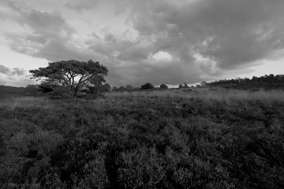 Rozendaalse Veld Rozendaalse Veld