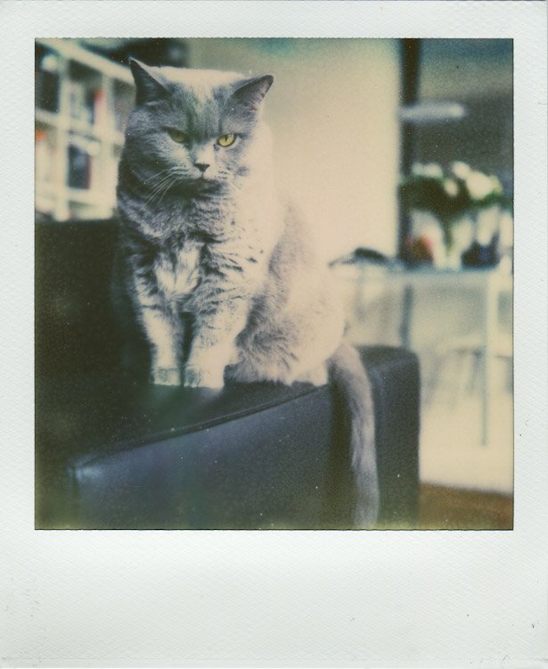 Polaroid Sheena